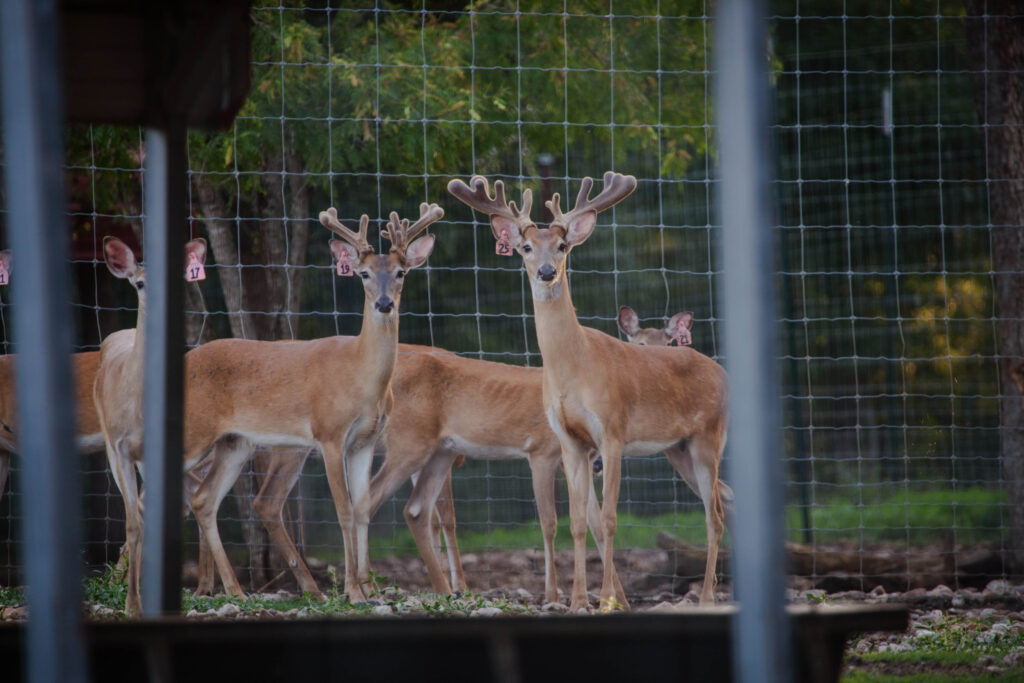 Whitetail Deer managed by the Texas Parks and Wildlife MLDP Program